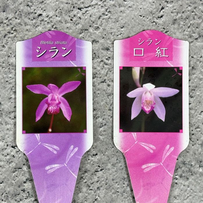 シラン 口紅シラン 紫蘭 2個セット 10.5cm ポット 苗 花 植物 通販