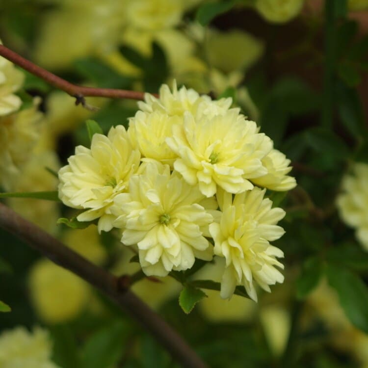 モッコウバラ （木香薔薇） 9cmポット苗 2色セット （白・黄 各1個