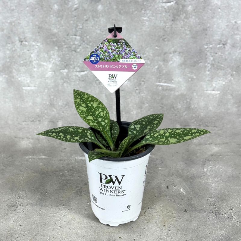 プルモナリア ピンクアブルー 11cm ポット 苗 花 植物 通販 greenery