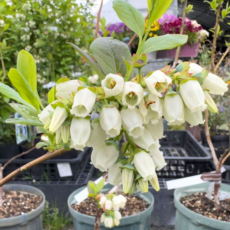 ブルーベリー 「ヌイ」 ノーザンハイブッシュ 果樹 苗 苗木 通販 greenery