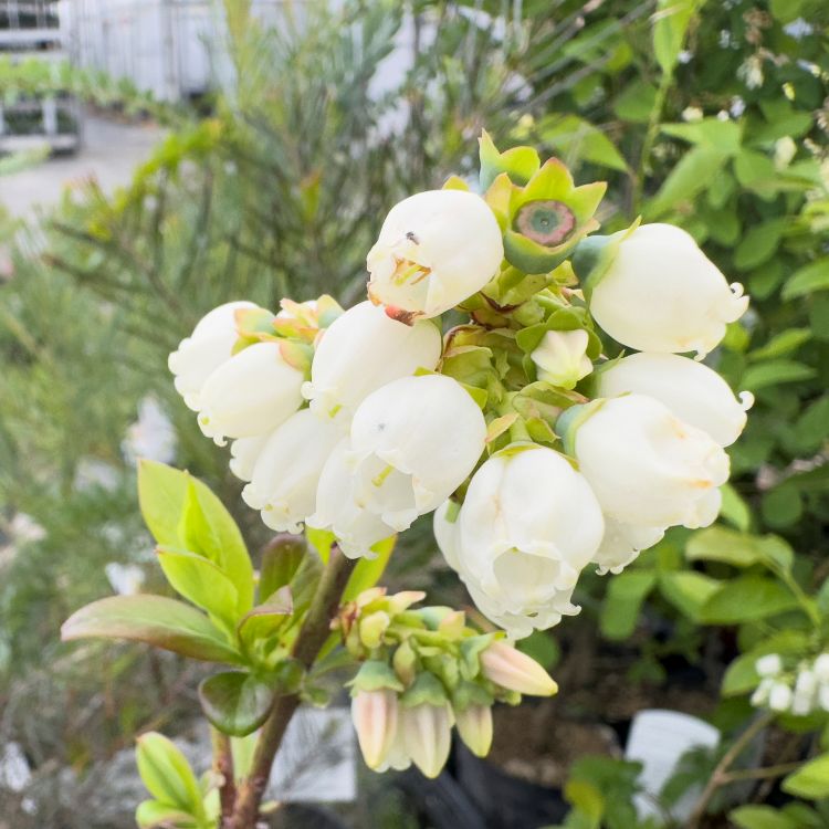 ブルーベリー苗 レガシー大苗2本セット ブルーベリー ノーザンハイ