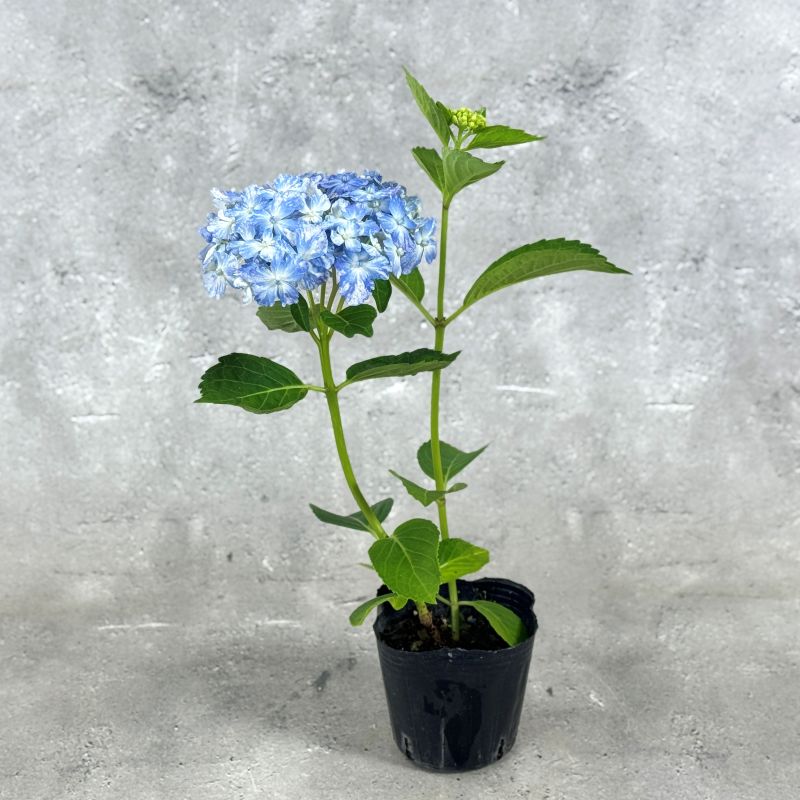紫陽花 アジサイ「有松」アリマツ 3号 ポット苗 花 植物 通販 greenery