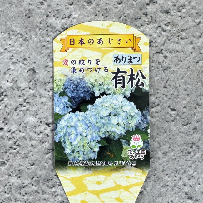 まつのり様 リクエスト 3点 まとめ商品　紫陽花　アジサイ 紫陽花 アジサイ「有松」アリマツ 3号 ポット苗 花 植物 通販 greenery