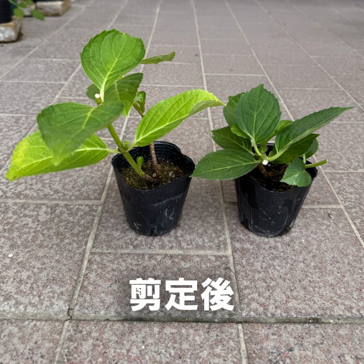 紫陽花 アジサイ「有松」アリマツ 3号 ポット苗 花 植物 通販 greenery