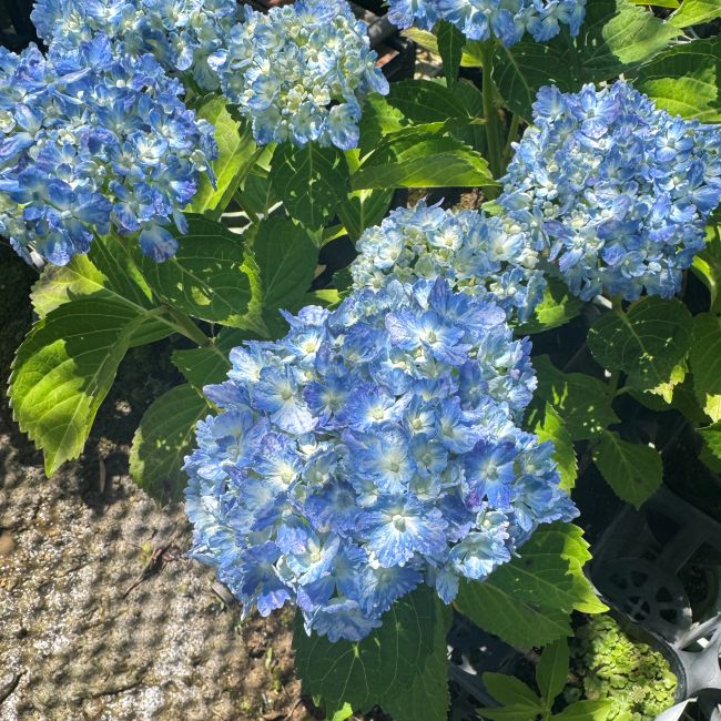 紫陽花 アジサイ「有松」アリマツ 3号 ポット苗 花 植物 通販 greenery