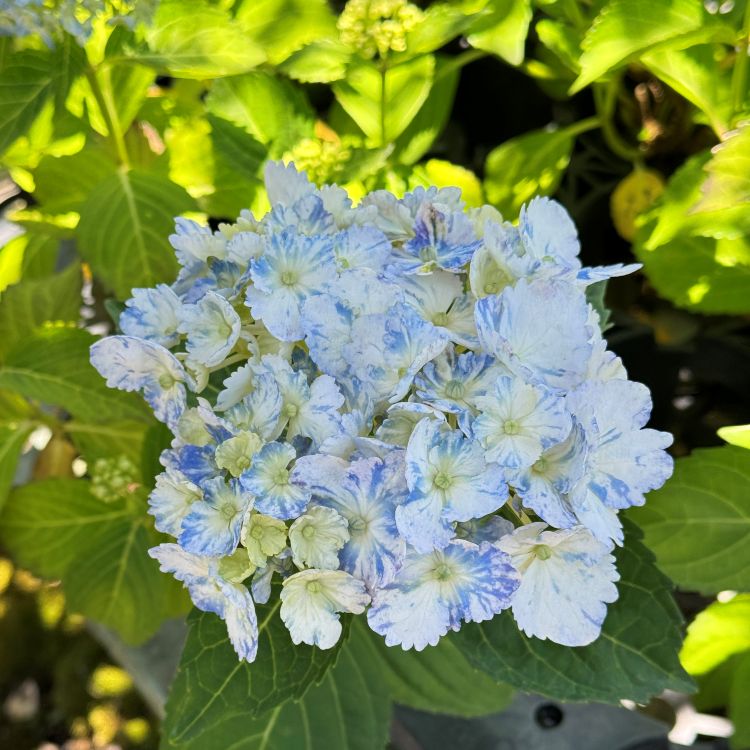 まつのり様 リクエスト 3点 まとめ商品　紫陽花　アジサイ 紫陽花 アジサイ「有松」アリマツ 3号 ポット苗 花 植物 通販 greenery