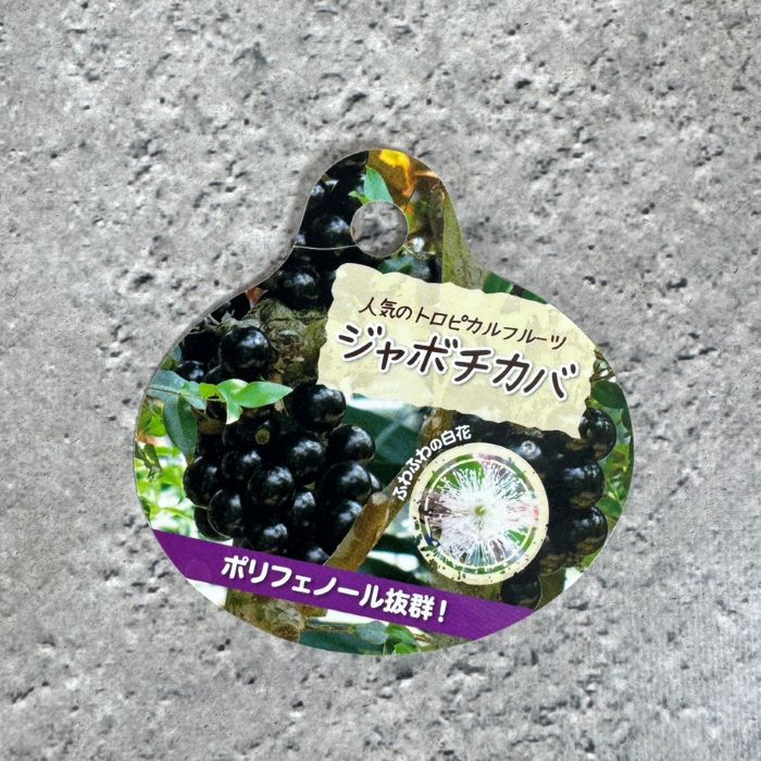 ジャボチカバ 熱帯果樹 4号ポット 苗 苗木【送料無料】熱帯果樹