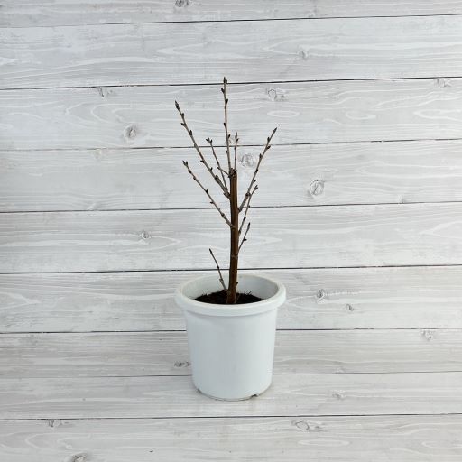 桜桃　12月② サクランボ・暖地桜桃| 種・苗・ガーデニング用品の【タキイネット通販】