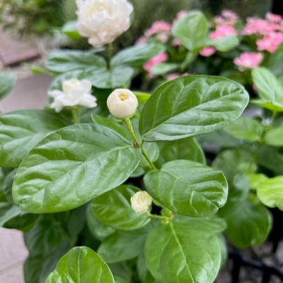 ジャスミン adidas ZX 8000 “Ice Mint” First Look - JustFreshKicks