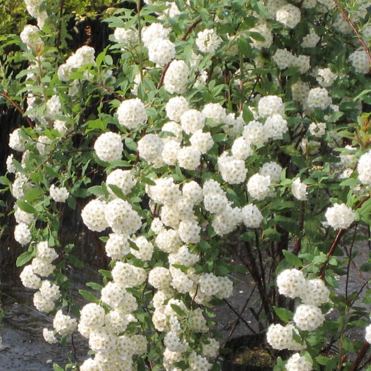 グランド牧場 セレクトセール コデマリ（小手毬） greenery 通販 花木苗 2個セット 9cmポット苗 その他