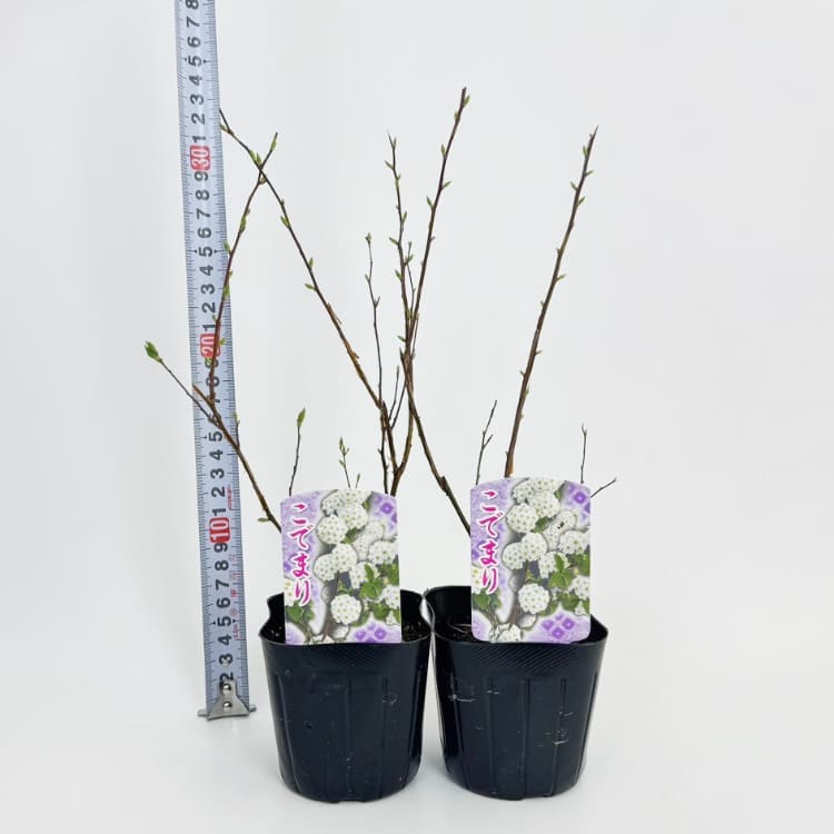 コデマリ（小手毬） 9cmポット苗 2個セット 花木苗 通販 greenery