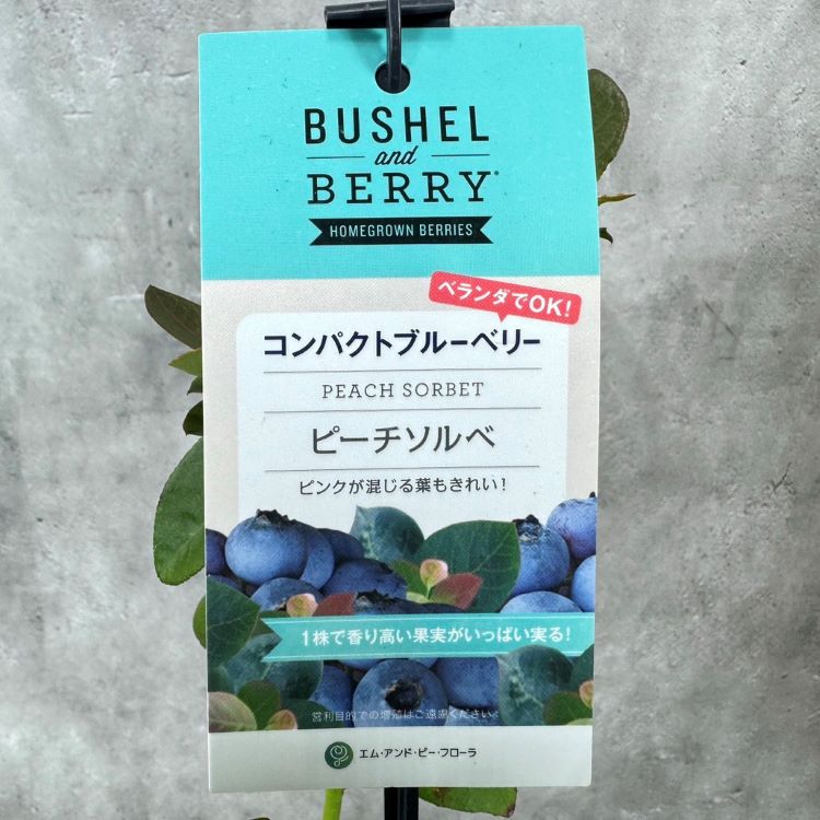 ブルーベリー ブッシェル・アンド・ベリー 「ピーチソルベ」 果樹 苗