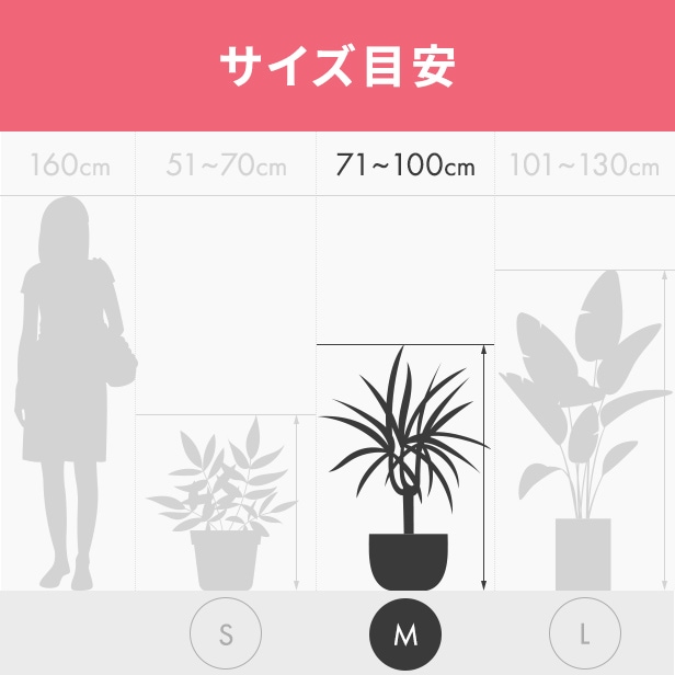 ガジュマル<br>8号鉢植え