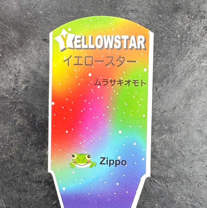 ムラサキオモト<br>「イエロースター」<br>4号プラスチック鉢