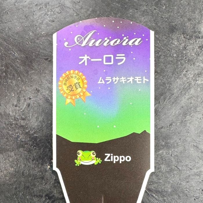 ムラサキオモト<br>「オーロラ」<br>4号プラスチック鉢