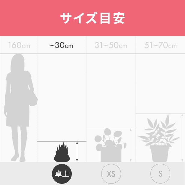 ムラサキオモト<br>「オーロラ」<br>4号プラスチック鉢