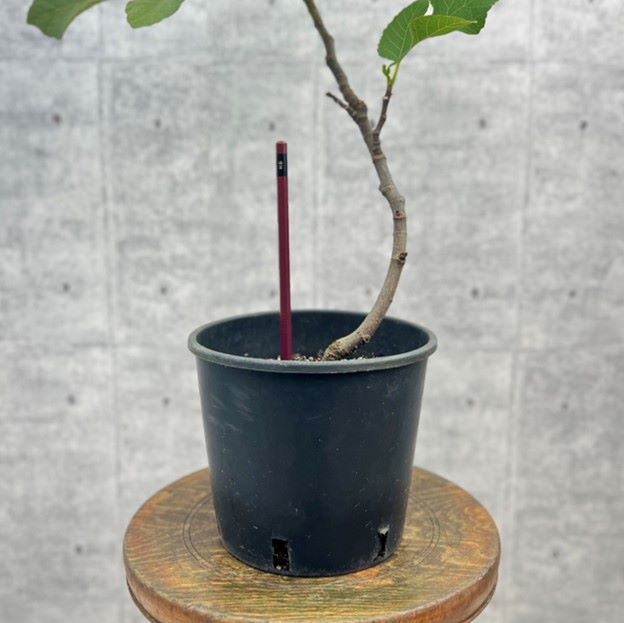 イチジク 「イスラエル」 5号イタリアナーセリーポット 通販 greenery