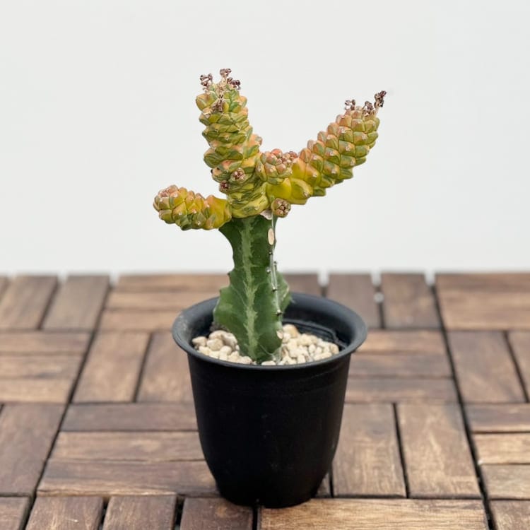 多肉植物^o^ 希少❣️リチェイ錦｜多肉植物^o^ 希少