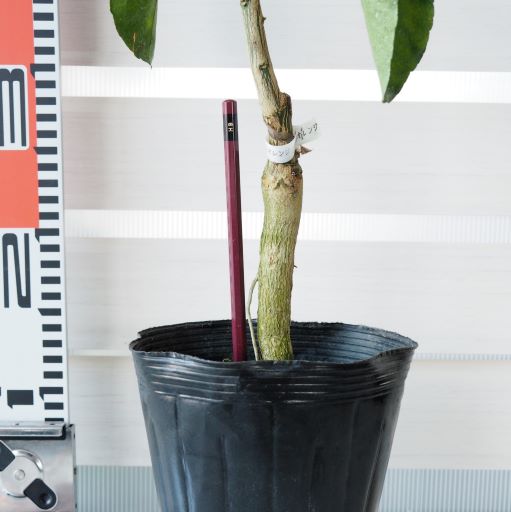 タンゴール・ミカン 「清見」（きよみ） 接木苗 5号ポット苗木 【送料