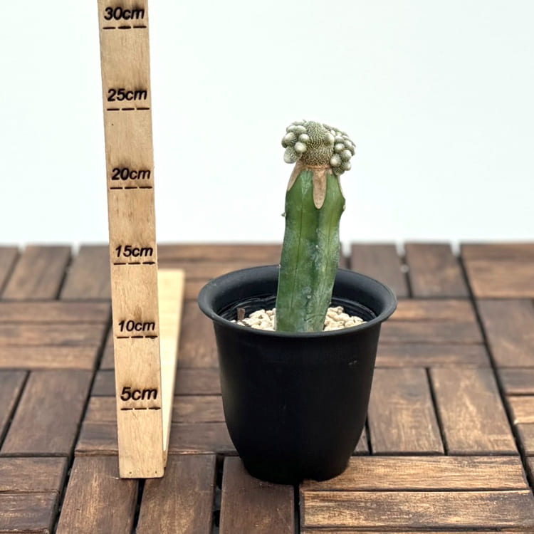 観葉植物 玉サボテン 幅40 奥行40 高さ51（cm／植木鉢込み