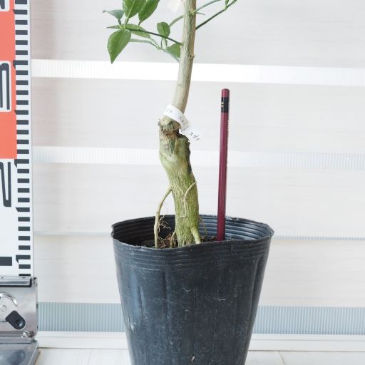 香酸柑橘 「スダチ」 接木苗 5号ポット苗木 【送料無料】