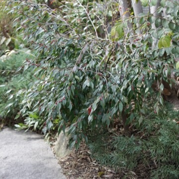 現品 椿 エリナ 000000072467-01-l.jpg?t=