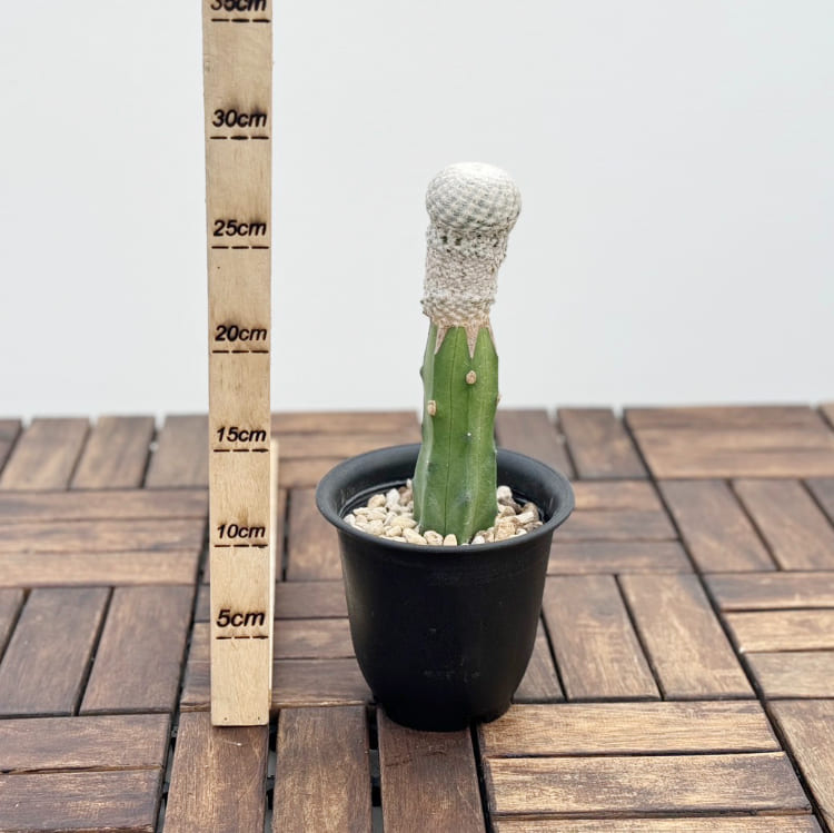 サボテン 「マミラリア 大文字 白鳥」 接木 4号プラ鉢 観葉植物 通販 サボテン 「マミラリア 大文字 白鳥」 接木 4号プラ鉢 観葉植物 通販
