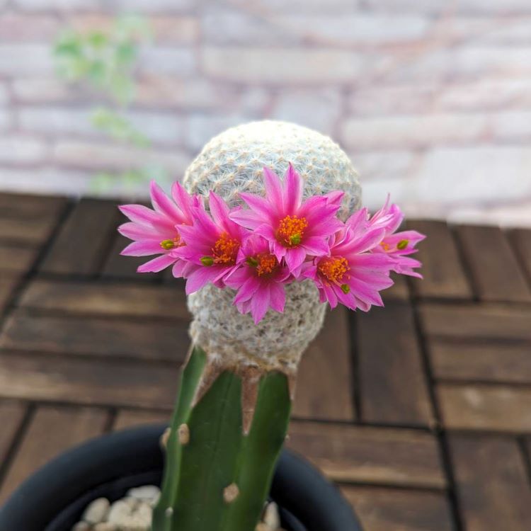 サボテン 「マミラリア 大文字 白鳥」 接木 4号プラ鉢 観葉植物 通販