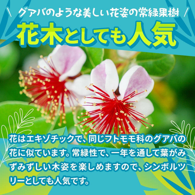 フェイジョア「アポロ」 4.5号ポット 接木苗 果樹 苗 園芸 花 通販