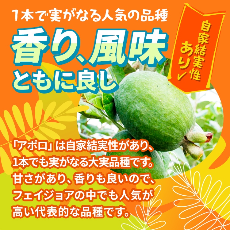 フェイジョア「アポロ」 4.5号ポット 接木苗 果樹 苗 園芸 花 通販
