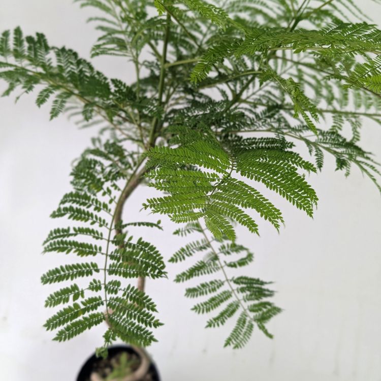 ジャカランダ ねじり ねじり仕立て 4号ポット苗 園芸 ガーデニング