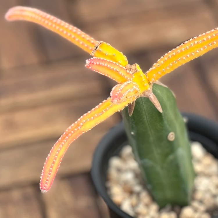 サボテン 「大輪柱錦」 接木 4号プラ鉢 観葉植物 通販 greenery