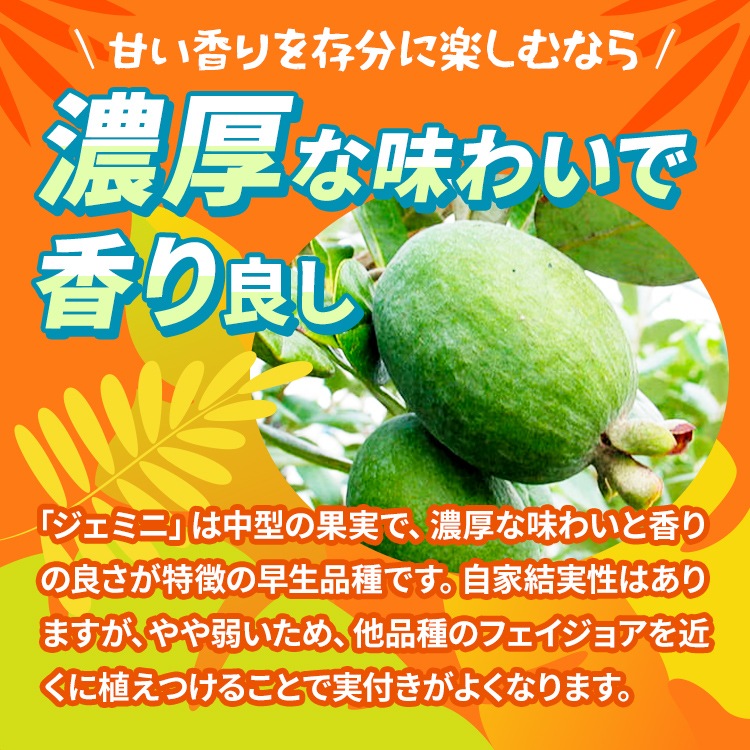 フェイジョア「ジェミニ」 4.5号ポット 接木苗 果樹 苗 園芸 花 通販