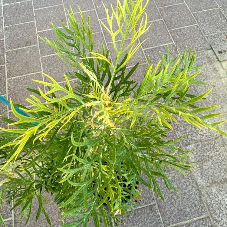 グレビレア ピーチズ＆クリーム ピーチアンドクリーム 5号鉢 園芸 通販