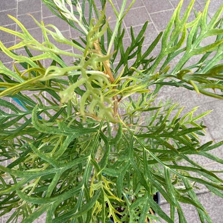 グレビレア ピーチズ＆クリーム ピーチアンドクリーム 5号鉢 園芸 通販