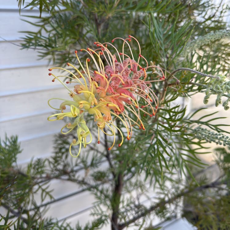 グレビレア　ピーチアンドクリーム/ 508 グレビレア ピーチズ＆クリーム ピーチアンドクリーム 5号鉢 園芸 通販