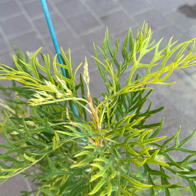 グレビレア ピーチズ＆クリーム ピーチアンドクリーム 5号鉢 園芸 通販