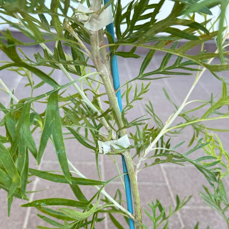 グレビレア ピーチズ＆クリーム ピーチアンドクリーム 5号鉢 園芸 通販