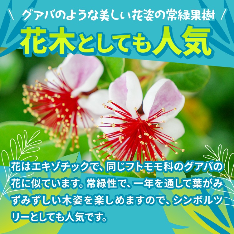 フェイジョア「トライアンフ」 4.5号ポット 接木苗 果樹 苗 園芸 花