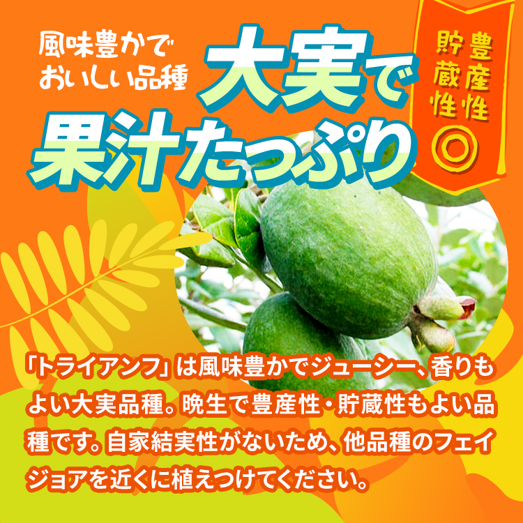 フェイジョア「トライアンフ」 4.5号ポット 接木苗 果樹 苗 園芸 花