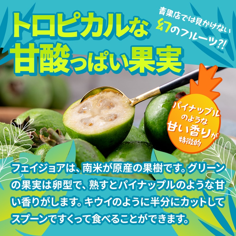 フェイジョア「トライアンフ」 4.5号ポット 接木苗 果樹 苗 園芸 花
