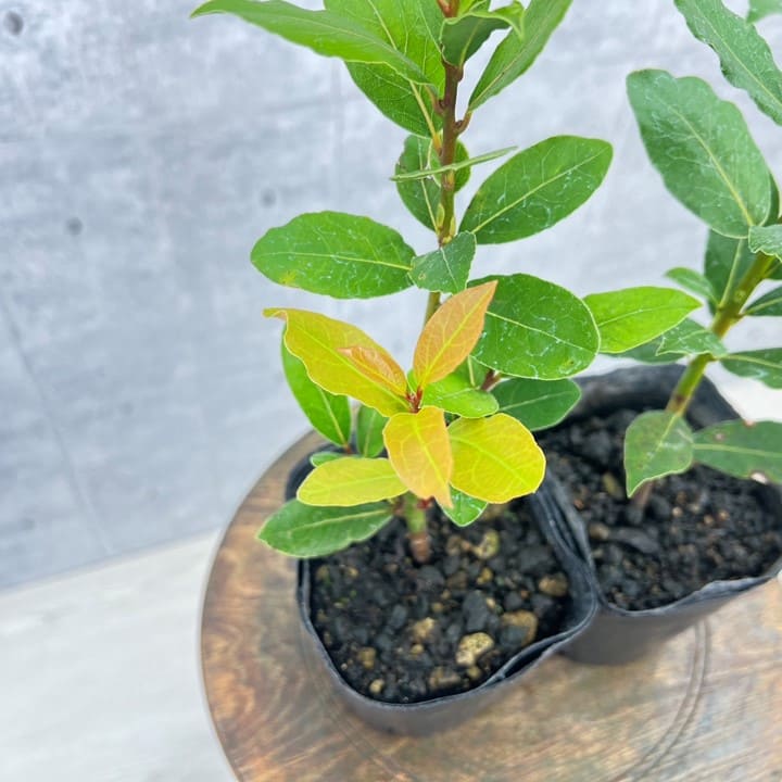 月桂樹（ローレル）10.5cmポット苗 2個セット 園芸 ガーデニング 通販