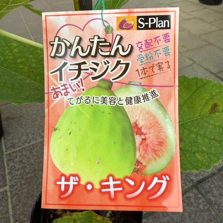 イチジク 「ザ・キング」 4号ポット 通販 greenery