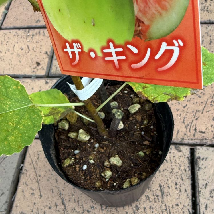 イチジク 「ザ・キング」 4号ポット 通販 greenery
