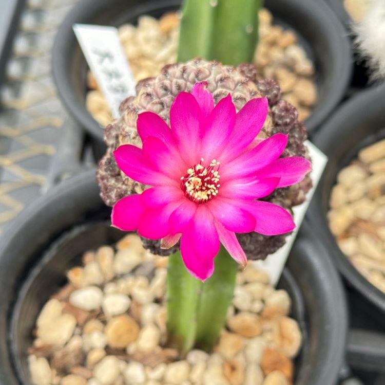 サボテン 「スルコレブチア・ラウシー」 接木 4号プラ鉢 観葉植物 通販