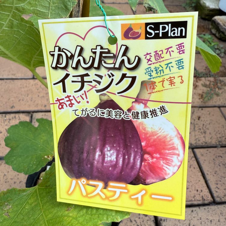 3614 イチジク ④パスティリエ苗木 イチジク 「パスティー」 4号ポット 通販 greenery