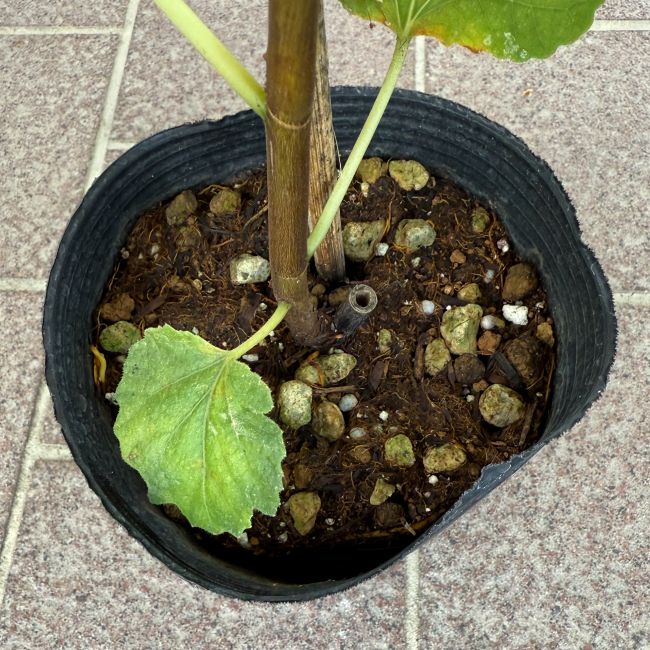 イチジク 「パスティー」 4号ポット 通販 greenery