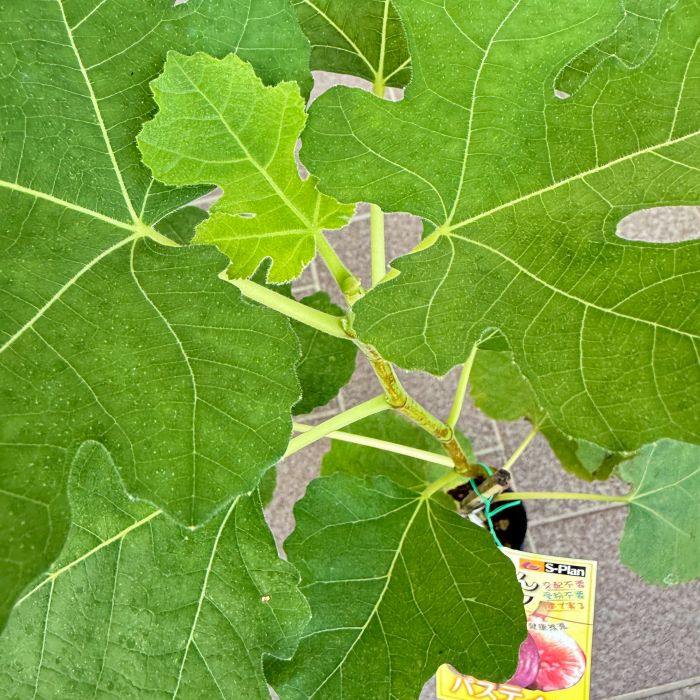 イチジク 「パスティー」 4号ポット 通販 greenery