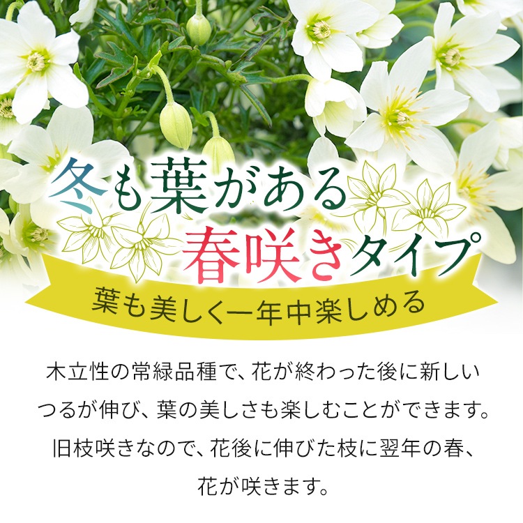 クレマチス 「カートマニージョー」 3.5号プラスチック鉢 苗 花 植物