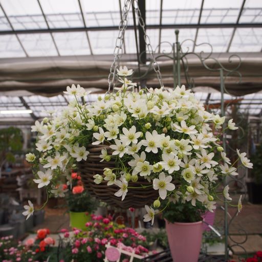 クレマチス 「カートマニージョー」 3.5号プラスチック鉢 苗 花 植物
